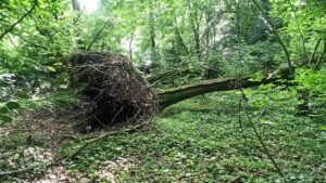 Il bosco che cura il dolore del lutto