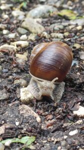 Le terapie forestali anche per la prevenzione dei rischi psico sociali
